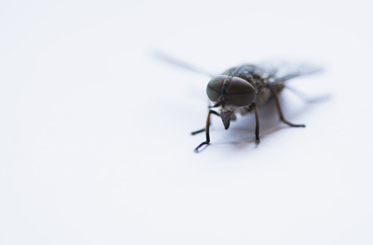 Pest Exterminator Edmonton